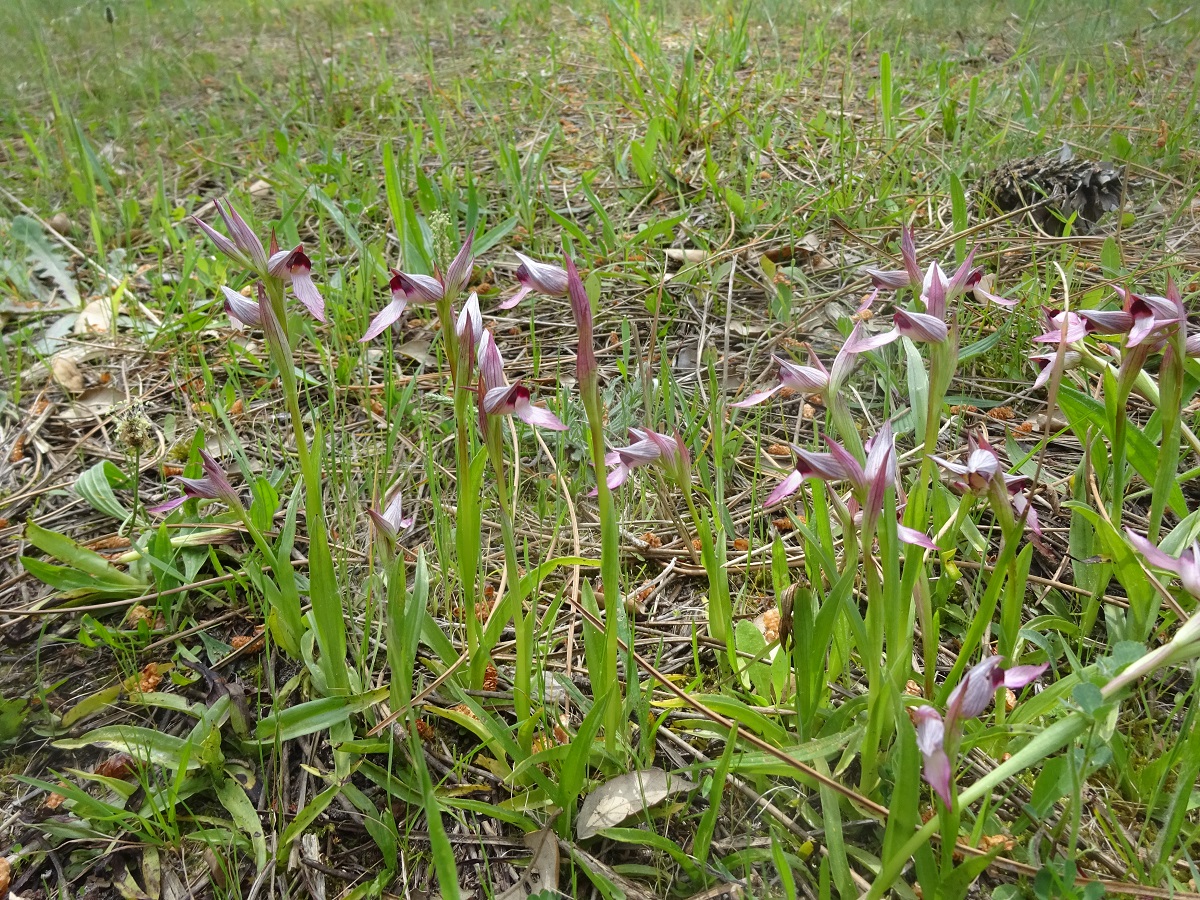 Serapias lingua (Orchidaceae)